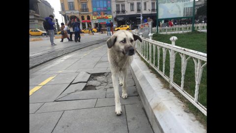 A stray dog walks in Taxim Square, Istanbul