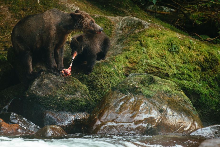 Bear-viewing is a big part of the Nimmo Bay experience. 