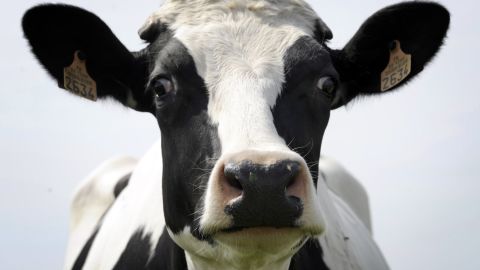 Cow up close