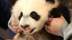 panda bear cub Bei Bei orig_00001214.jpg