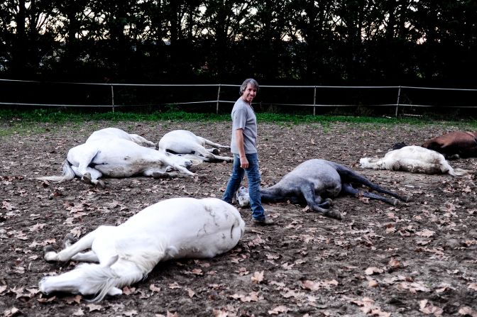 He has an almost mesmeric hold over his horses training them to perform a range of stunts as well as playing dead -- as pictured here. "Each horse is different," he says. "It's my (job) to adapt to the horse to get the best out of him."