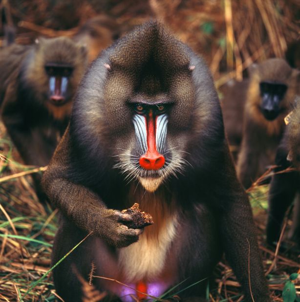 Though Gabon travel isn't easy, rewards are high. The former French colony, home to the gorgeous mandrill, has escaped the strife afflicting some of West Africa and is betting its future on green travel. In fact, 10 percent of the country's mass is national park land.