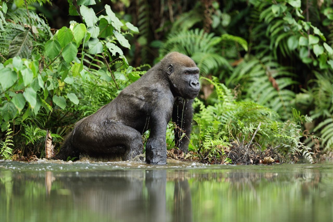 Spotted in Gabon, a western lowland gorilla. 