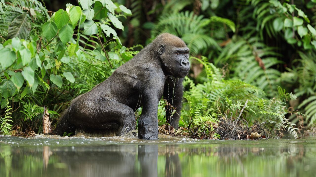 Spotted in Gabon, a western lowland gorilla. 