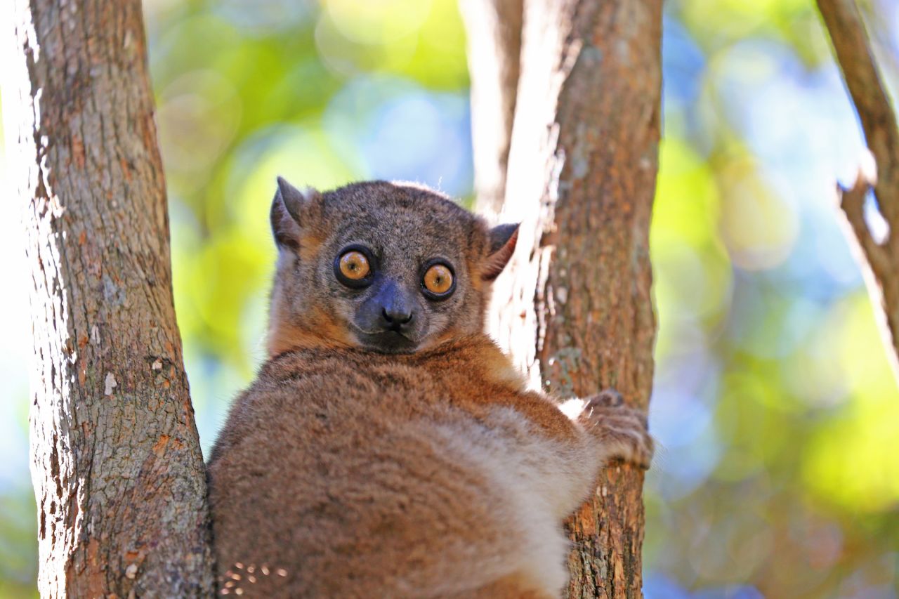 Madagascar's 106 species of lemur are the star attraction. 