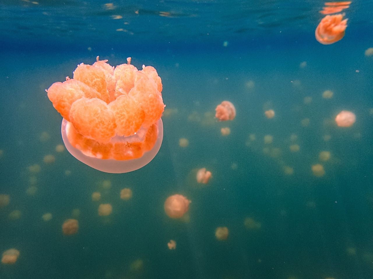 Palau's Jellyfish Lake. Not to worry, these cute little dudes can't hurt you. An ecotourism leader, Palau has one of the world's highest marine biodiversity populations.
