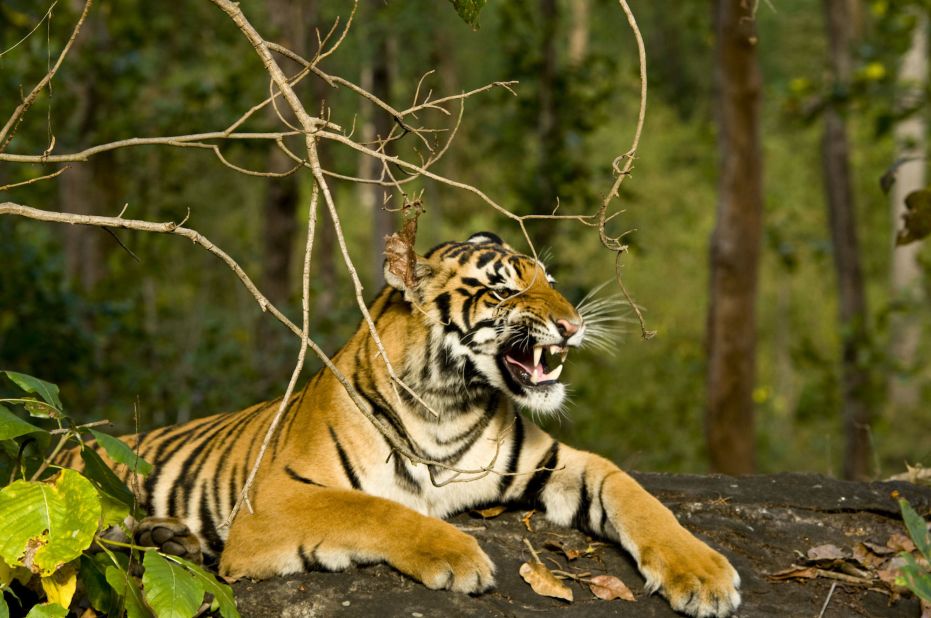 India's national parks offer some of the world's best opportunities to see tigers up close. Rajasthan's Ranthambore National Park and Karnataka's Nagarhole National Park are renowned tiger spotting destinations.