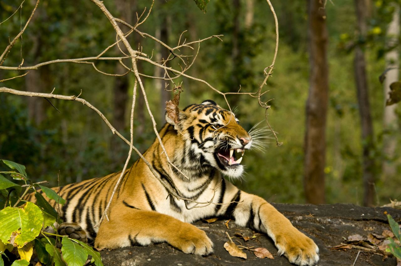 India's national parks offer some of the world's best opportunities to see tigers up close. Rajasthan's Ranthambore National Park and Karnataka's Nagarhole National Park are renowned tiger spotting destinations.