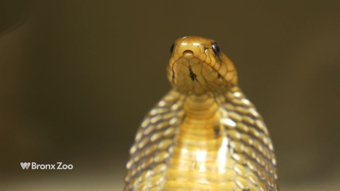 The Indian cobra is native to southern Asia - including Pakistan, Bhutan, Nepal and Sri Lanka. 