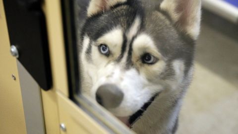 K9s for Warriors dog in training