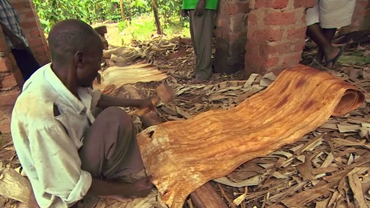Producing bark cloth is a labour intensive process