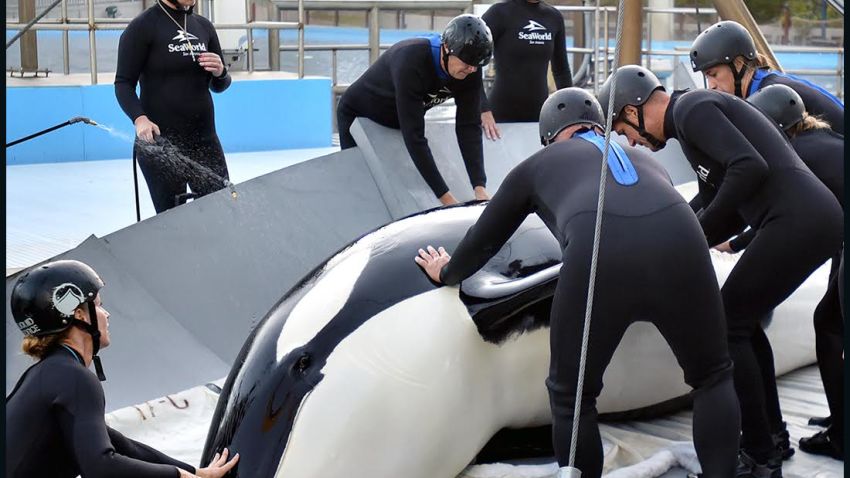Killer whale Unna receives treatment from veterinarians and trainers in September