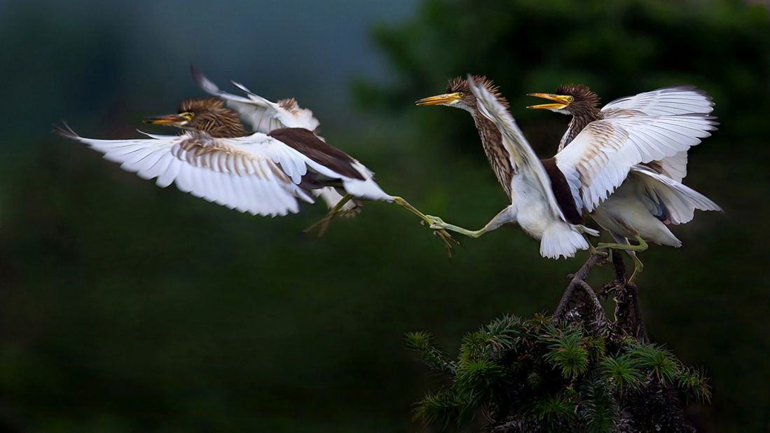 Is one of these birds trying to catch a ride? It's hard to say in this photo of avian interaction by Chinese photographer Jianhui Liao taken in Jiangxi province's Nanchang. (Photo: Jianhui Liao/www.tpoty.com)
