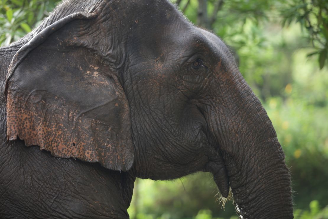 The Golden Triangle Asian Elephant Foundation works to give captive elephants a better life. 