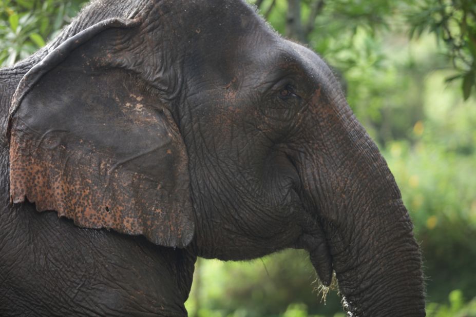 All elephants at the camp come from the Golden Triangle Asian Elephant Foundation, which rescues elephants from the streets while inviting their owners and families to join the animals in a safe, green environment. 