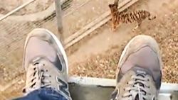Man jump zoo tiger den orig vstan_00001015.jpg
