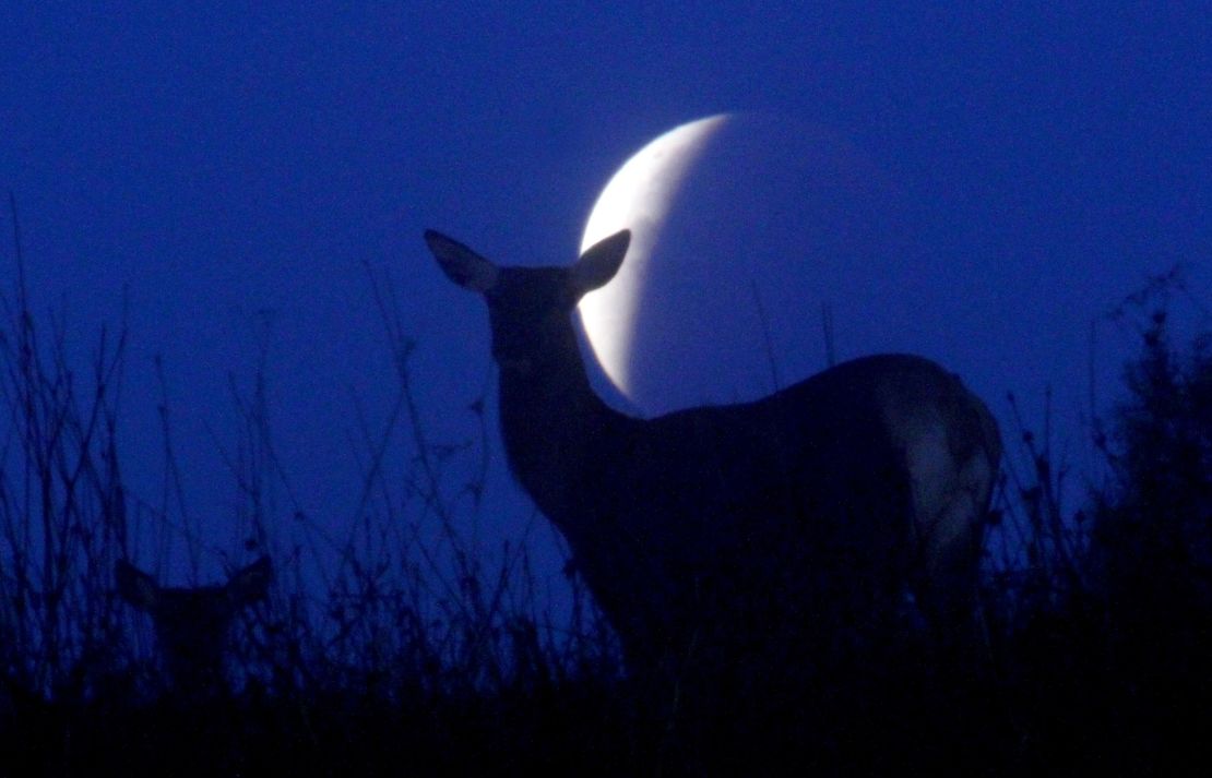 Reindeer are seen silhouetted against the moon during a lunar eclipse in Minsk, Belarus on September 28, 2015.