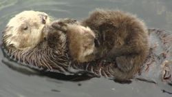 wild otter gives birth monterey bay aquarium dnt_00000222