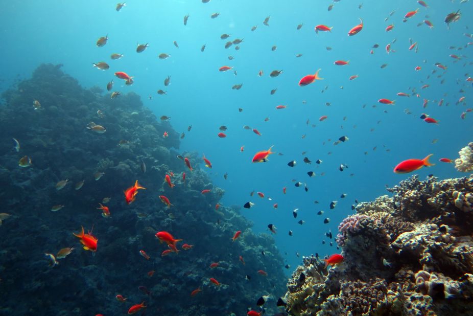 Coral reefs in the Sinai peninsula have become an international diving hotspot. 