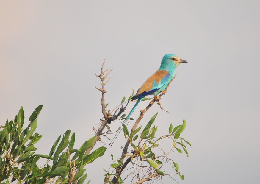 Eurasian Rollers are also among the bird species that live in the Kidepo Valley.