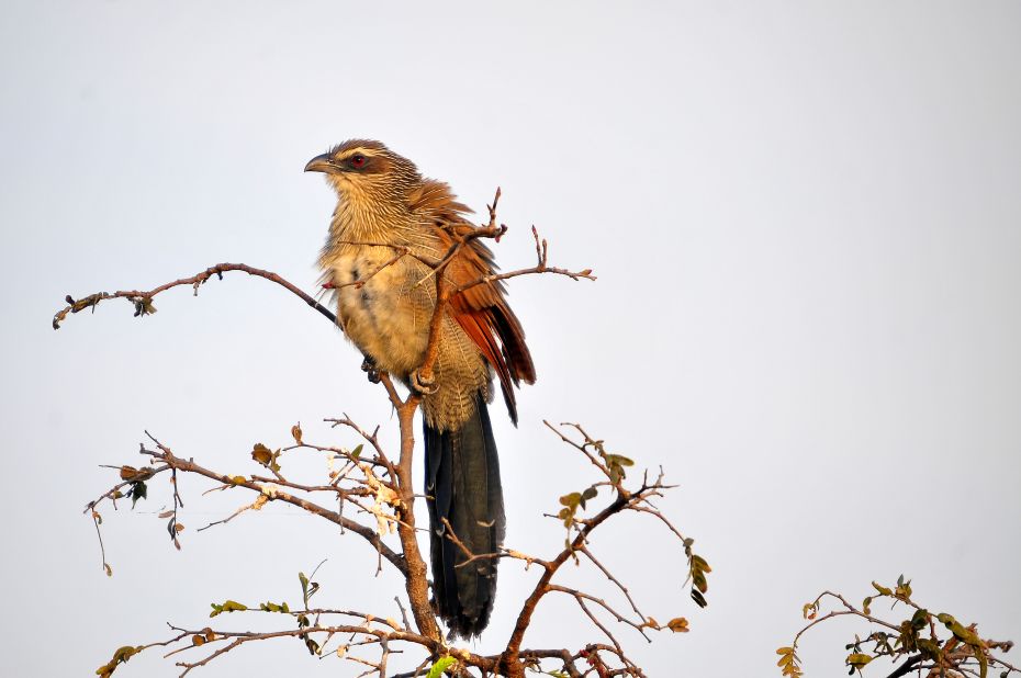 Avid birdwatchers can also spot white-browed Coucal.