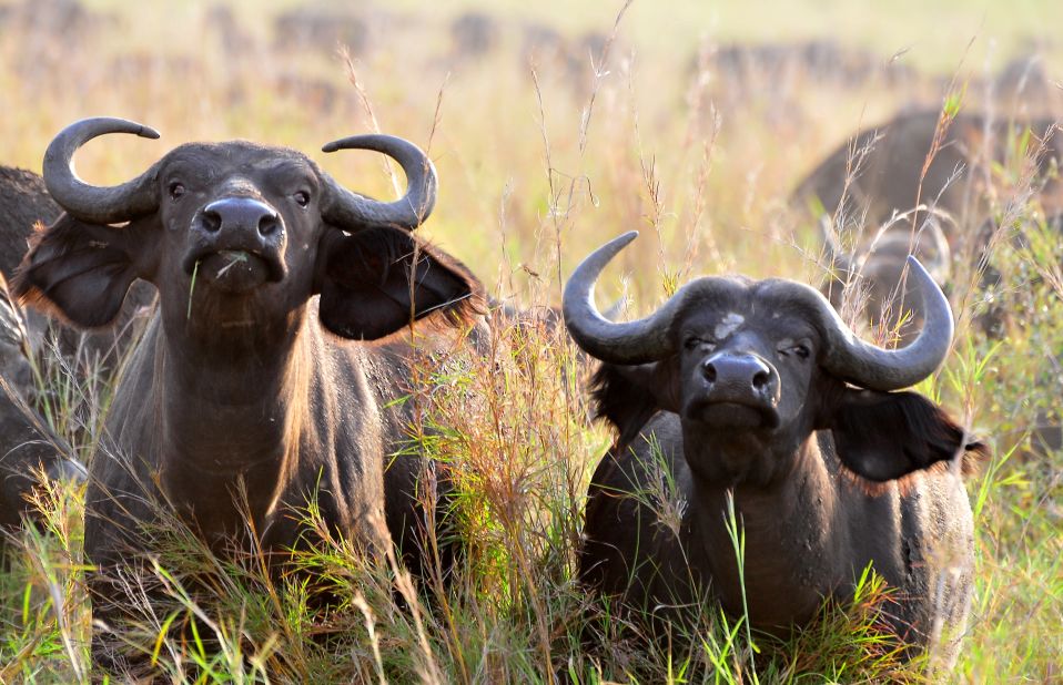 Buffaloes are among the many mammals that populate the park. <br /><br />"The herd can reach over 1,000," notes Phillip Akorongimoe, a guide at Kidepo Valley National Park. He adds that in the valley as a whole, that number can swell to 10,000.