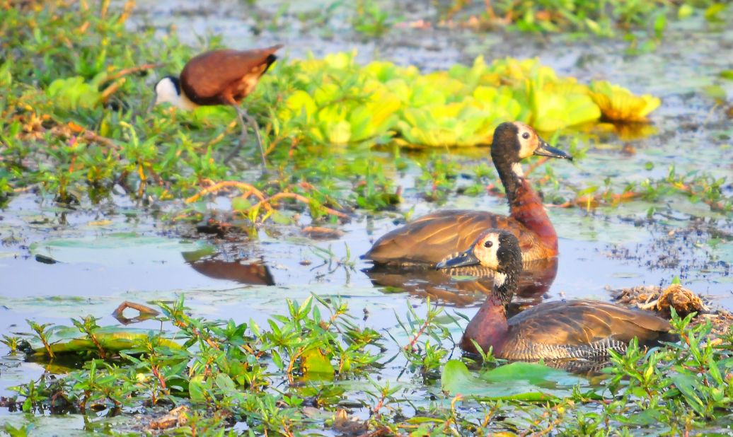 In addition to the ostrich, many of the park's other birds, including these White-faced Whistling Ducks, live in the Kidepo Valley.