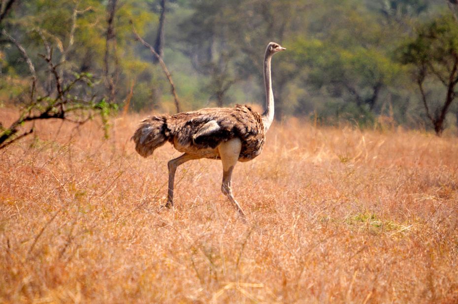 There are up to 700 ostriches roaming Kidepo Park. <br /><br />"In the wilderness, ostriches roam along the savannah, feeding on plants and pebbles that help them in grinding their food," says Akorongimoe.<br />