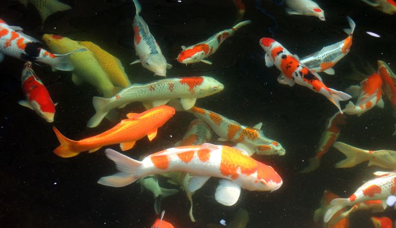 At Nippon Koi Farm, visitors can buy these beautiful, shimmering orange, white and black fish. 