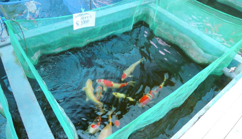 The farm offers a "Koi Hotel" where owners can leave their valuable Koi fish when they go on vacation. <a href="index.php?page=&url=http%3A%2F%2Fwww.cnn.com%2Ftravel%2Fdestinations%2Fsingapore">Start more of your exploration of Singapore here</a>.
