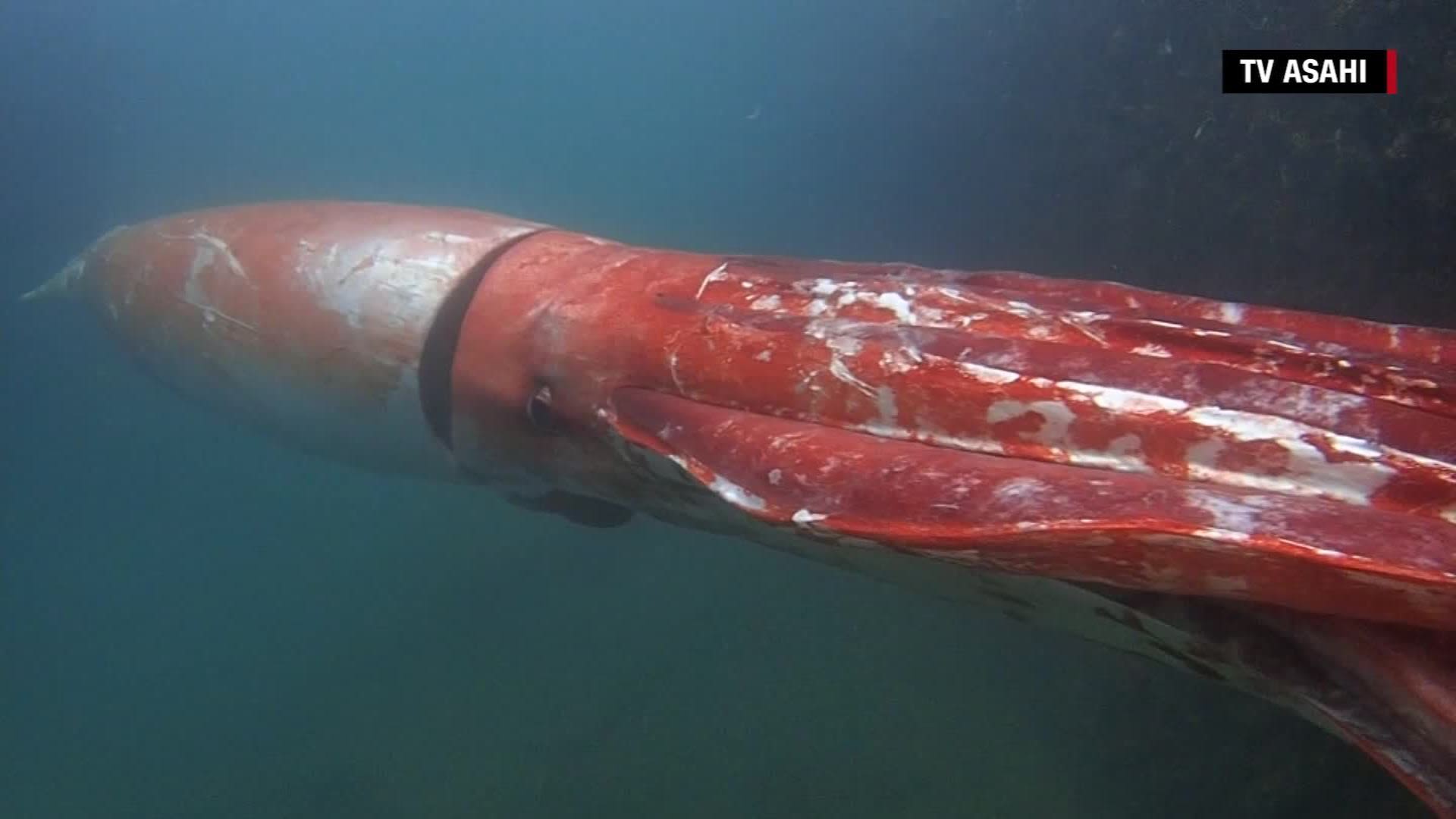 151228043945-japan-giant-squid-orig-0000
