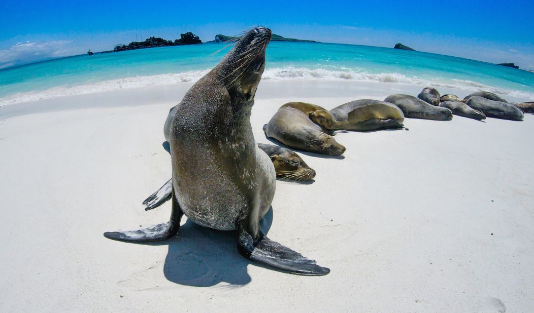 Classic Journeys' Galapagos Island Tour includes expeditions with expert naturalists as well as trekking, kayaking and snorkeling. 