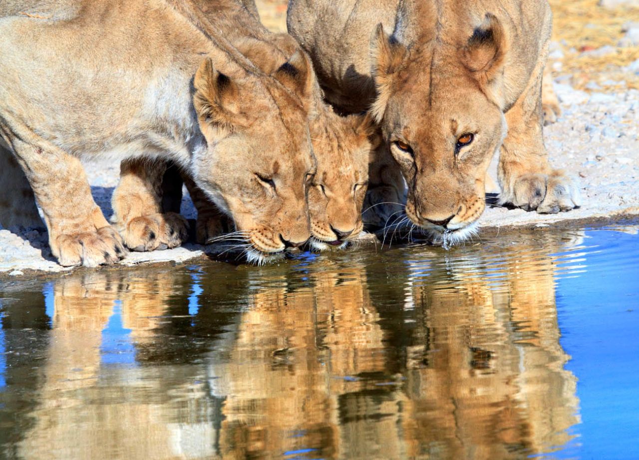 Namibia has become a showpiece for environmental stewardship and sustainable tourism in Africa, with a full 40% of the country's land under protection and local bushmen tribes hired to help protect the wildlife. 