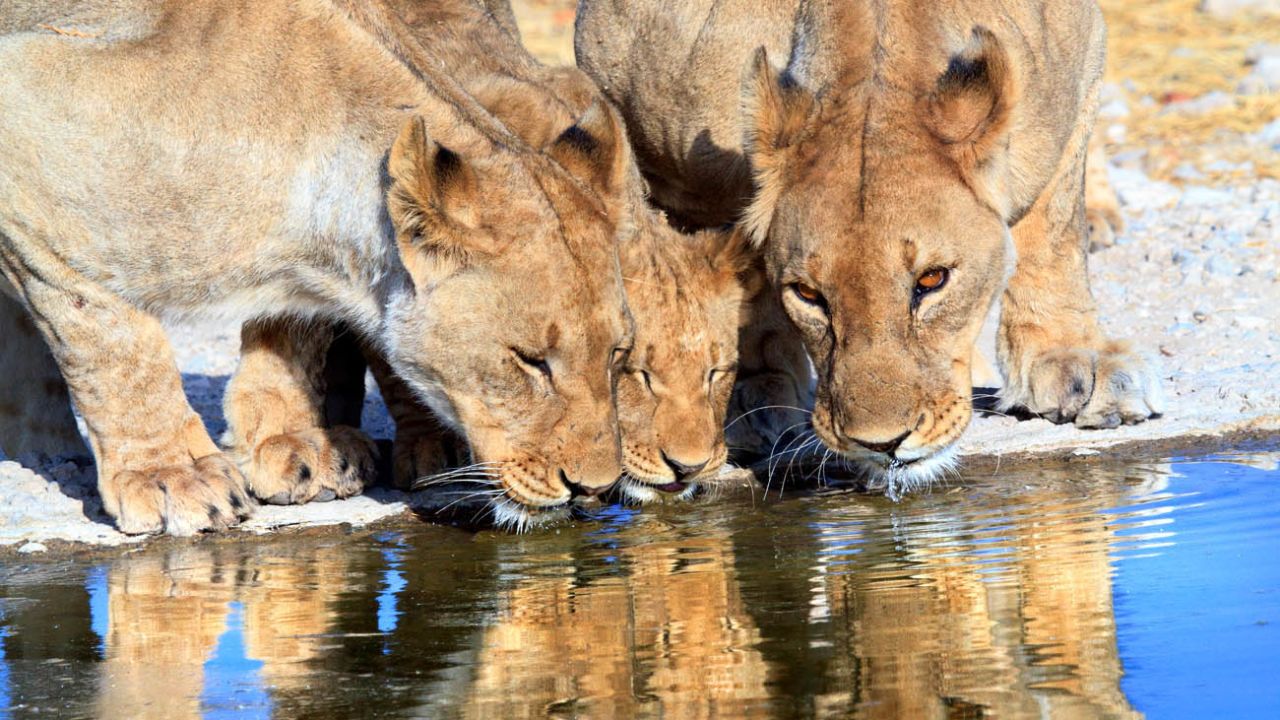 Here, kitty kitty. Namibia might just be Africa's top destination for wildlife tourists.  