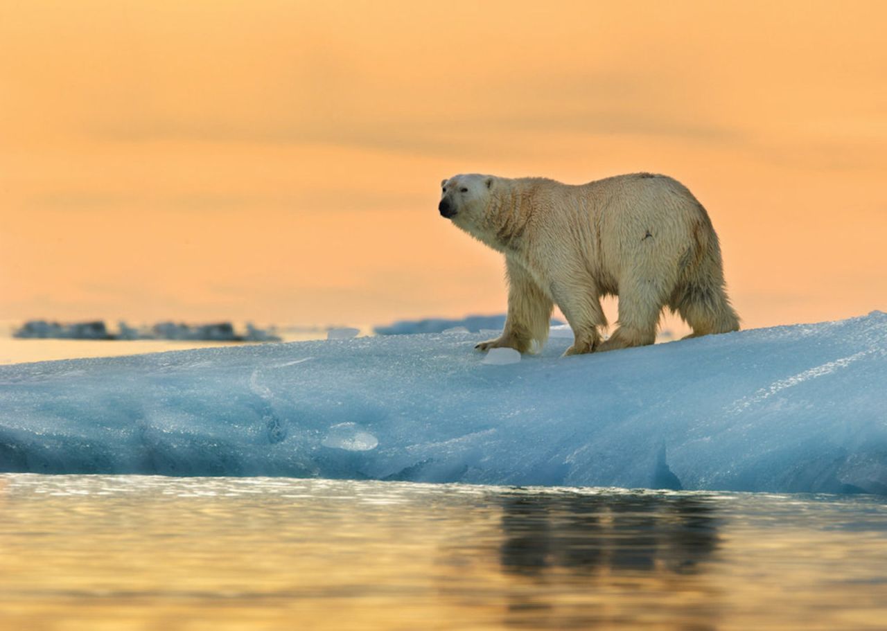 In glacier-filled Svalbard, some 3,500 bears outnumber the year-round residents. Svalbard Wildlife Expeditions offers several spectacular wildlife viewing tours. 