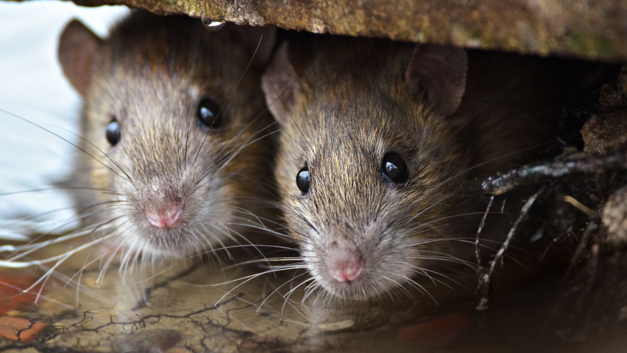 The first known outbreak of plague in the United States came after infected rodents from China that were on ships mingled with urban rats in port cities. Los Angeles had an outbreak of plague in 1924.