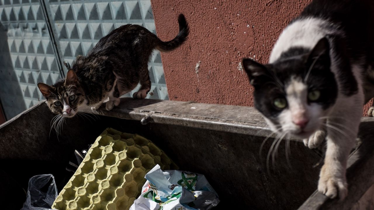 Another easy way humans become infected is after their pet, mainly a house cat, hunts an infected rodent and then bites the owner or is host to infected fleas.
