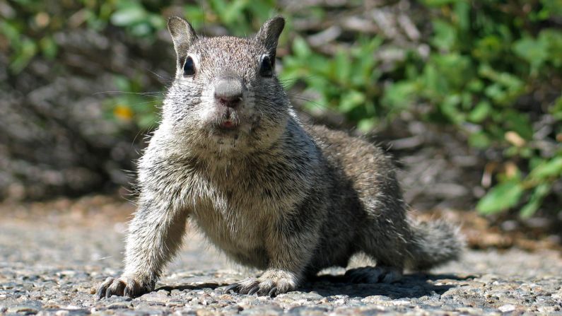 The California ground squirrel is highly susceptible to becoming infected with the plague and transmitting it widely to other squirrels. 