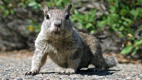 A California Ground Squirrel is seen in this image. This squirrel was not the one that allegedly shut down a polling station in Ohio.