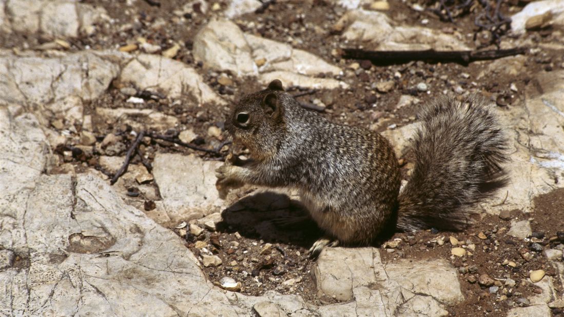 Rock squirrels are also highly susceptible to plague bacteria and can spread it widely among its species.
