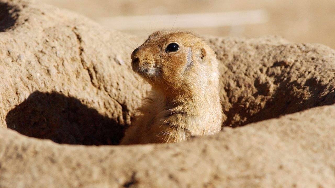 Prairie dogs are some of the animals most affected by large die-offs after becoming infected with the plague.