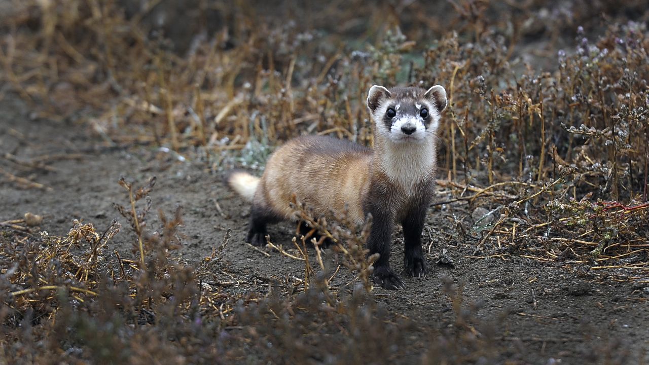 Scientists are testing vaccines to protect the <a href="http://www.nwhc.usgs.gov/disease_information/sylvatic_plague/publications/protecting_black-footed_ferrets.pdf" target="_blank" target="_blank">black-footed ferret</a>, an endangered species, from getting the plague. The species has experienced devastating losses from the plague over the years.