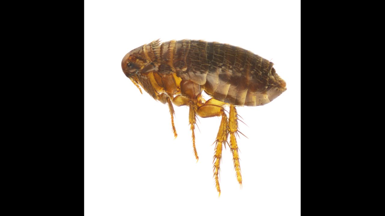 Often, humans become infected after being bitten by fleas that have bitten infected animals like deer mice and voles.