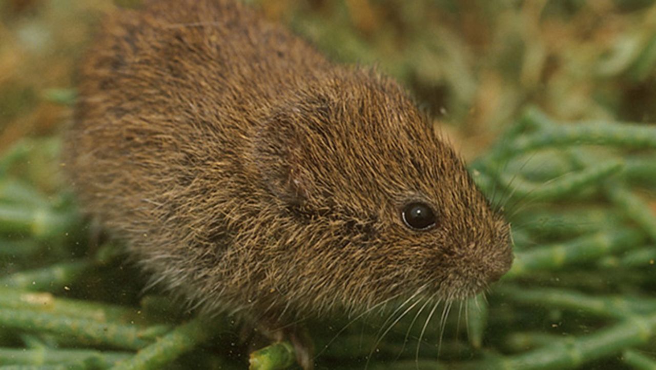 California voles <a href="http://icwdm.org/handbook/rodents/voles.asp" target="_blank" target="_blank">rarely come into contact</a> with humans, since they are easily frightened, yet they can carry the plague and tularemia.