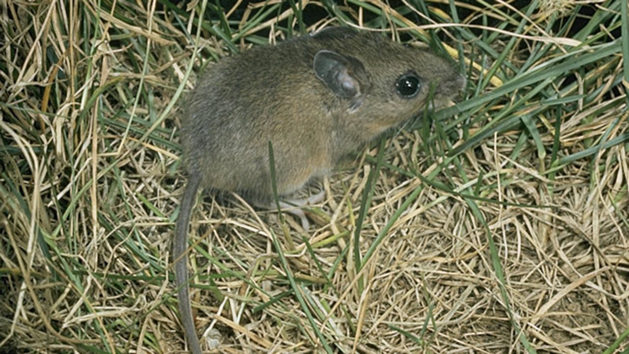 The deer mouse is <a href="https://www.aphis.usda.gov/wildlife_damage/nwrc/publications/12pubs/witmer127.pdf" target="_blank" target="_blank">a potential source</a> of diseases including the plague, salmonellosis and hantavirus.