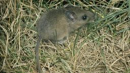 North American deer mouse