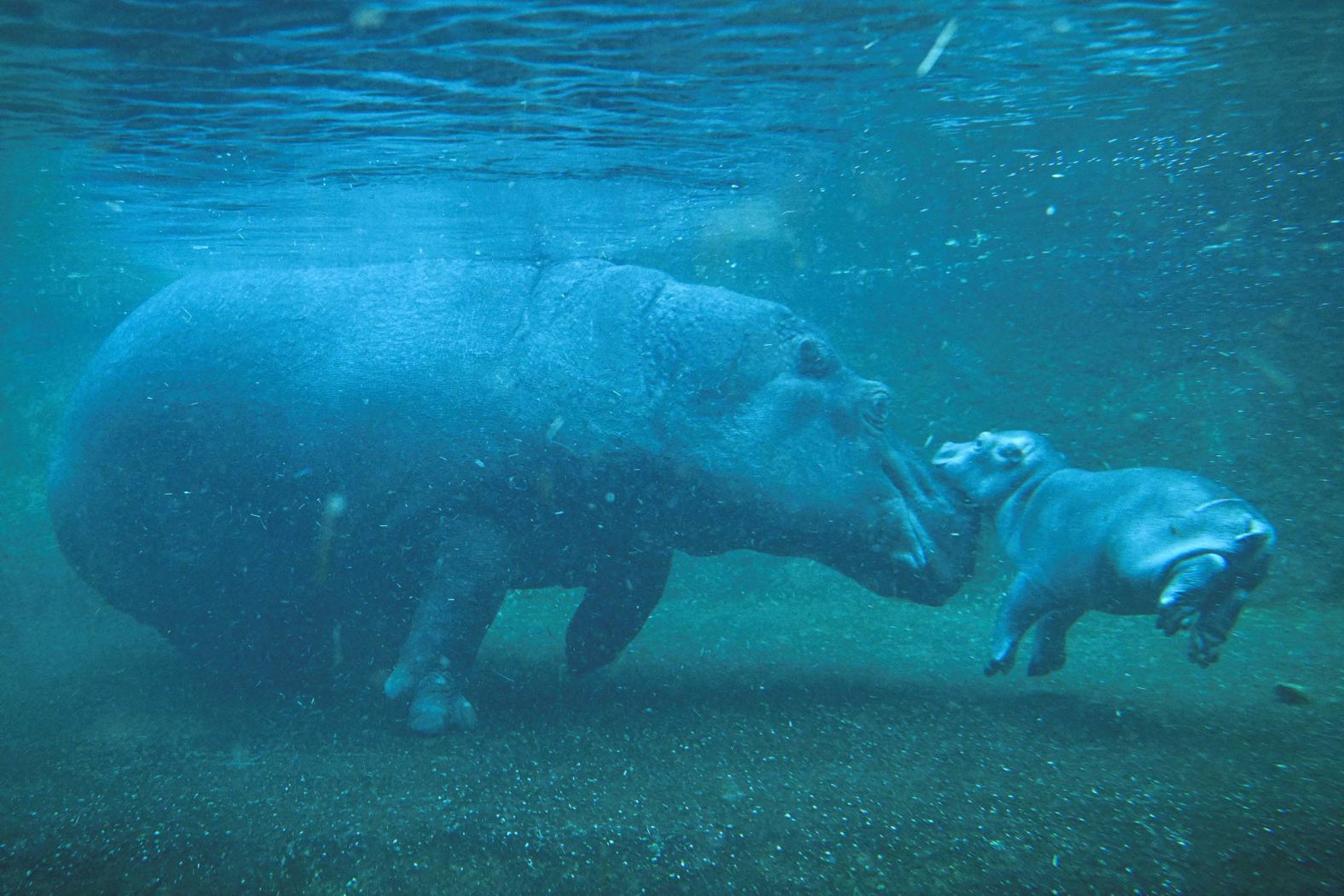 Hippo mother Nala and her calf, born in late September, swim at the Zoo Berlin in Germany on Thursday, November 6.