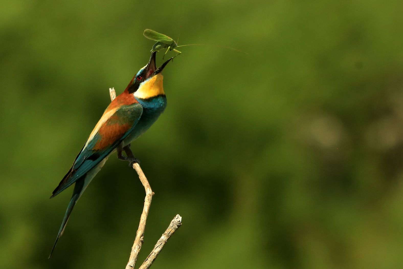 A bee-eater tries to eat a grasshopper in Konya, Turkey, on Saturday, June 28.