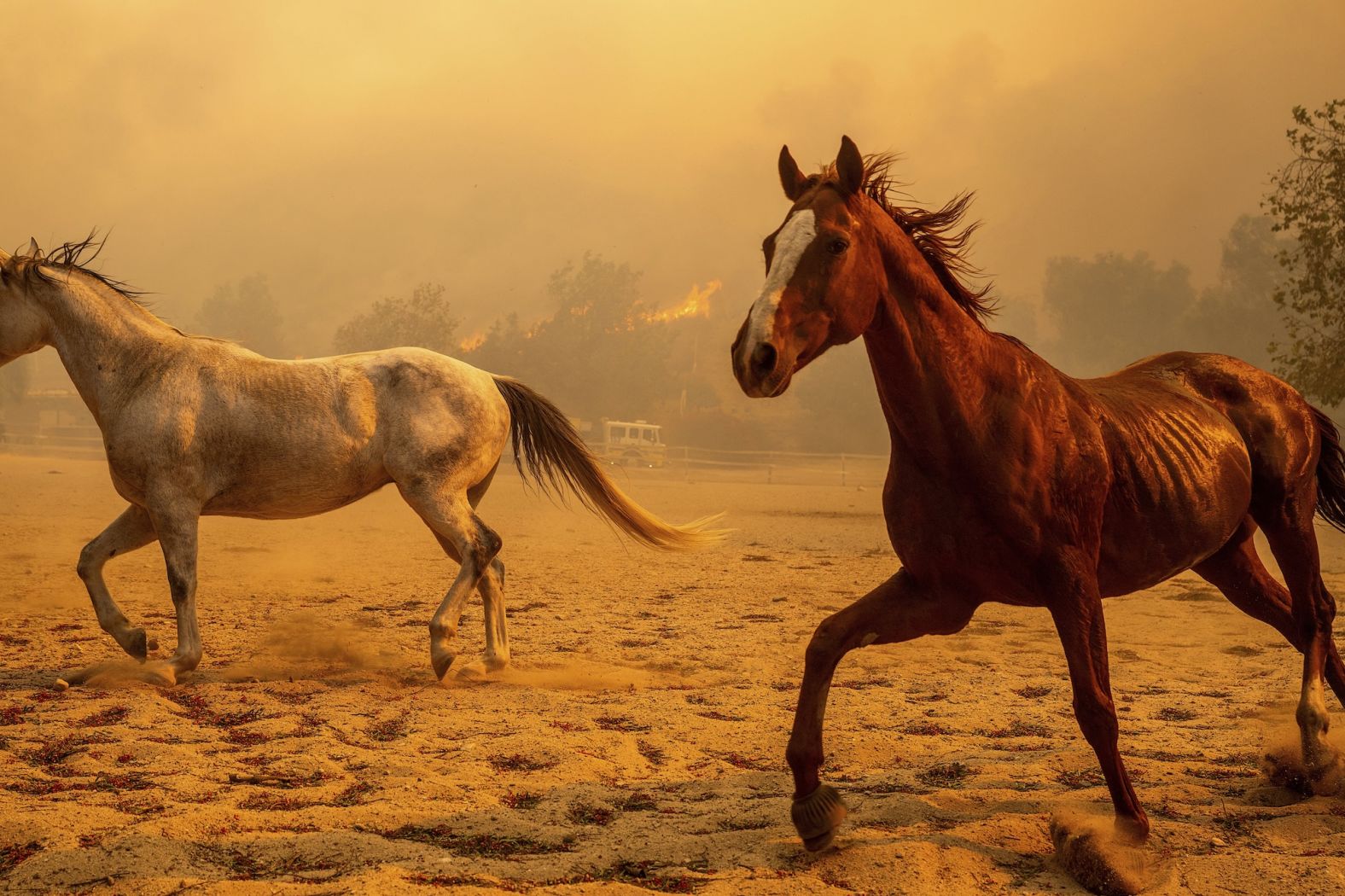 Horses gallop in an enclosure at Swanhill Farms as the <a href="index.php?page=&url=https%3A%2F%2Fwww.cnn.com%2F2024%2F11%2F08%2Fus%2Fcalifornians-flee-homes-amid-raging-wildfires-hnk%2Findex.html">Mountain Fire</a> burns in Moorpark, California, on Thursday, November 7.