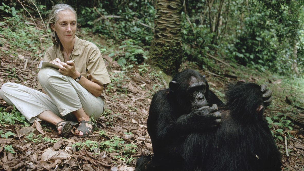 Goodall studies chimpanzees in Tanzania in 2006.